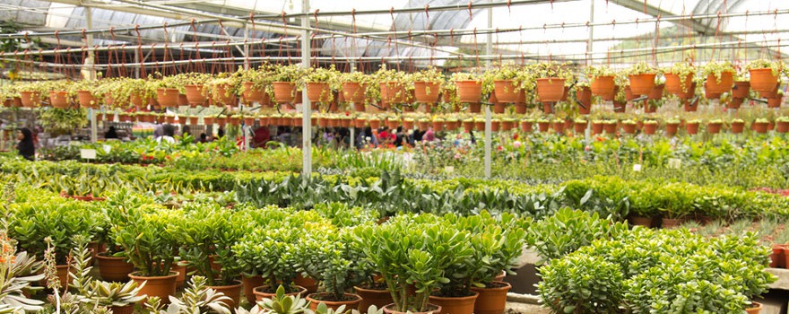Merits of Indoor Gardening (Part 1 of 3)